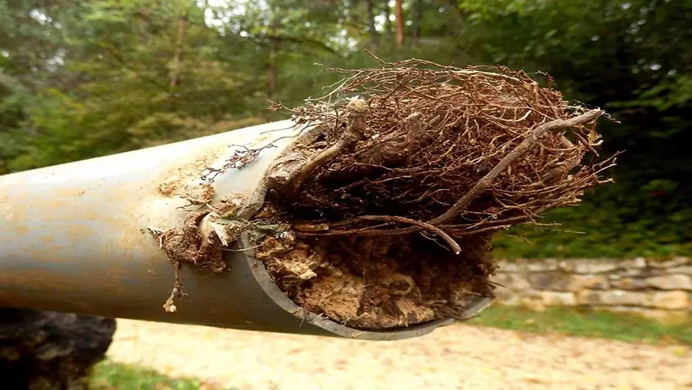 Tree roots damaging sewer pipe
